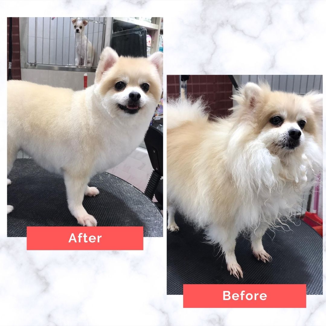Pomeranian Dog Grooming Before and After